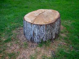 How Our Tree Care Process Works  in  Itta Bena, MS
