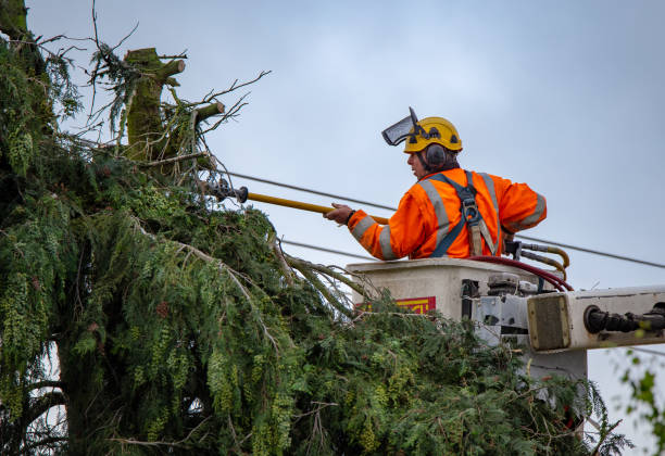 Itta Bena, MS Tree Care Company