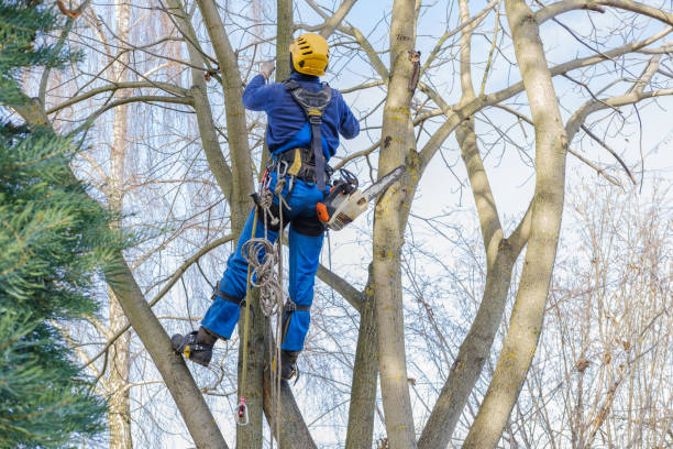 Leaf Removal in Itta Bena, MS