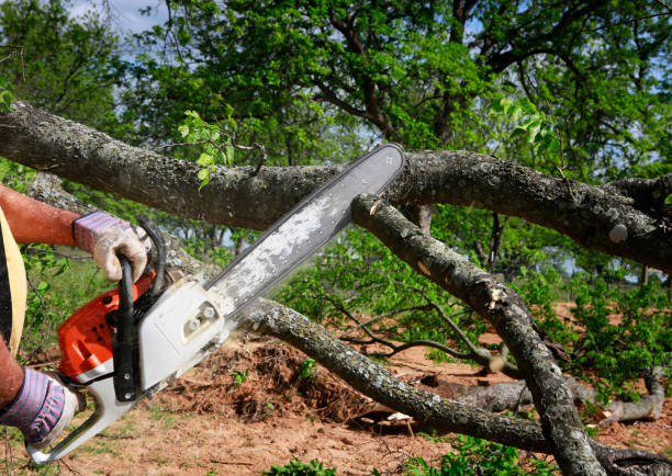 Lawn Renovation and Restoration in Itta Bena, MS